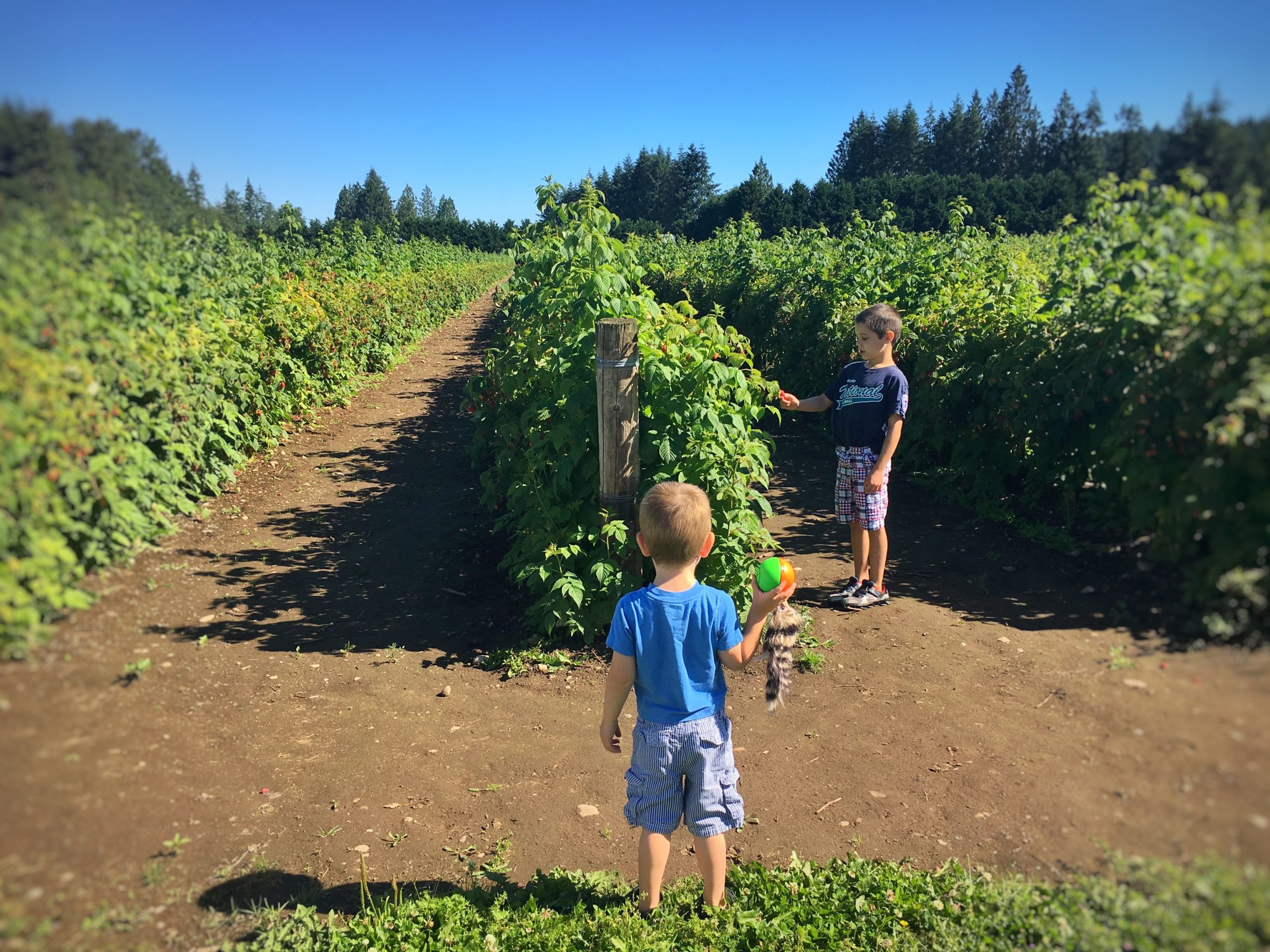 Remlinger Farms