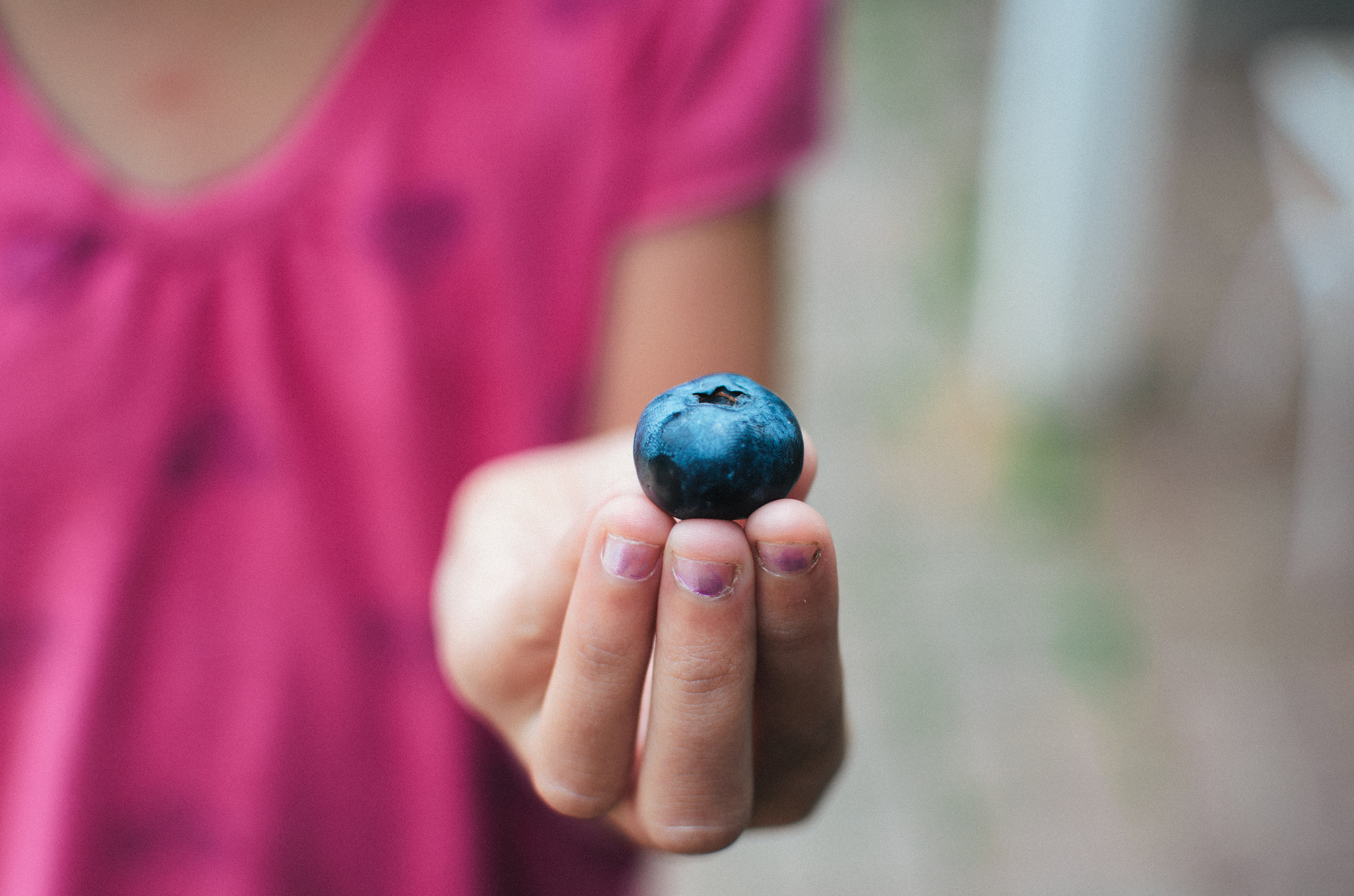 Best Seattle Blueberry U Picks Seattle S Child