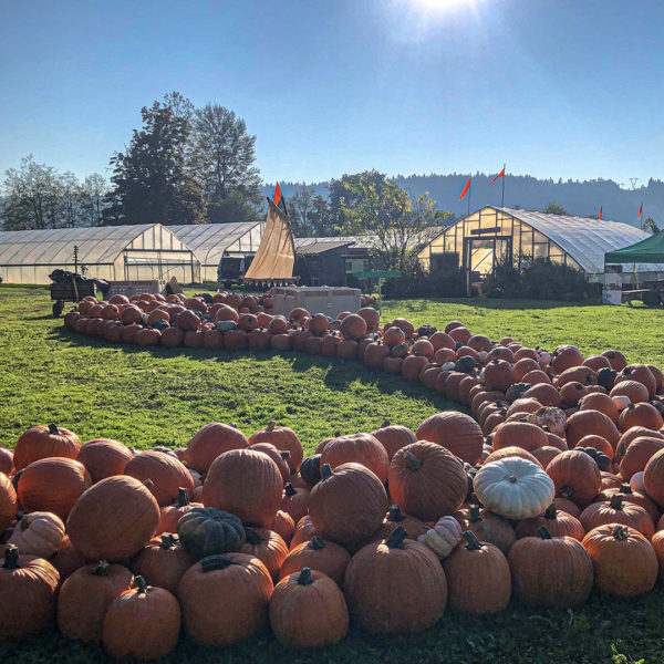 Rows of pumpkins forming the Pumpkin River at Oxbow Farm in Carnation, Washington