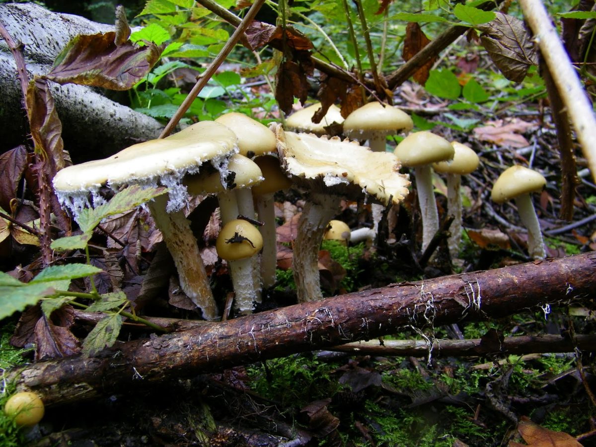Mushrooms are amazing! How to study them with kids | Seattle's Child