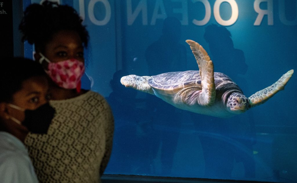 Aquariums Reopening At Point Defiance Zoo In Tacoma Seattle S Child