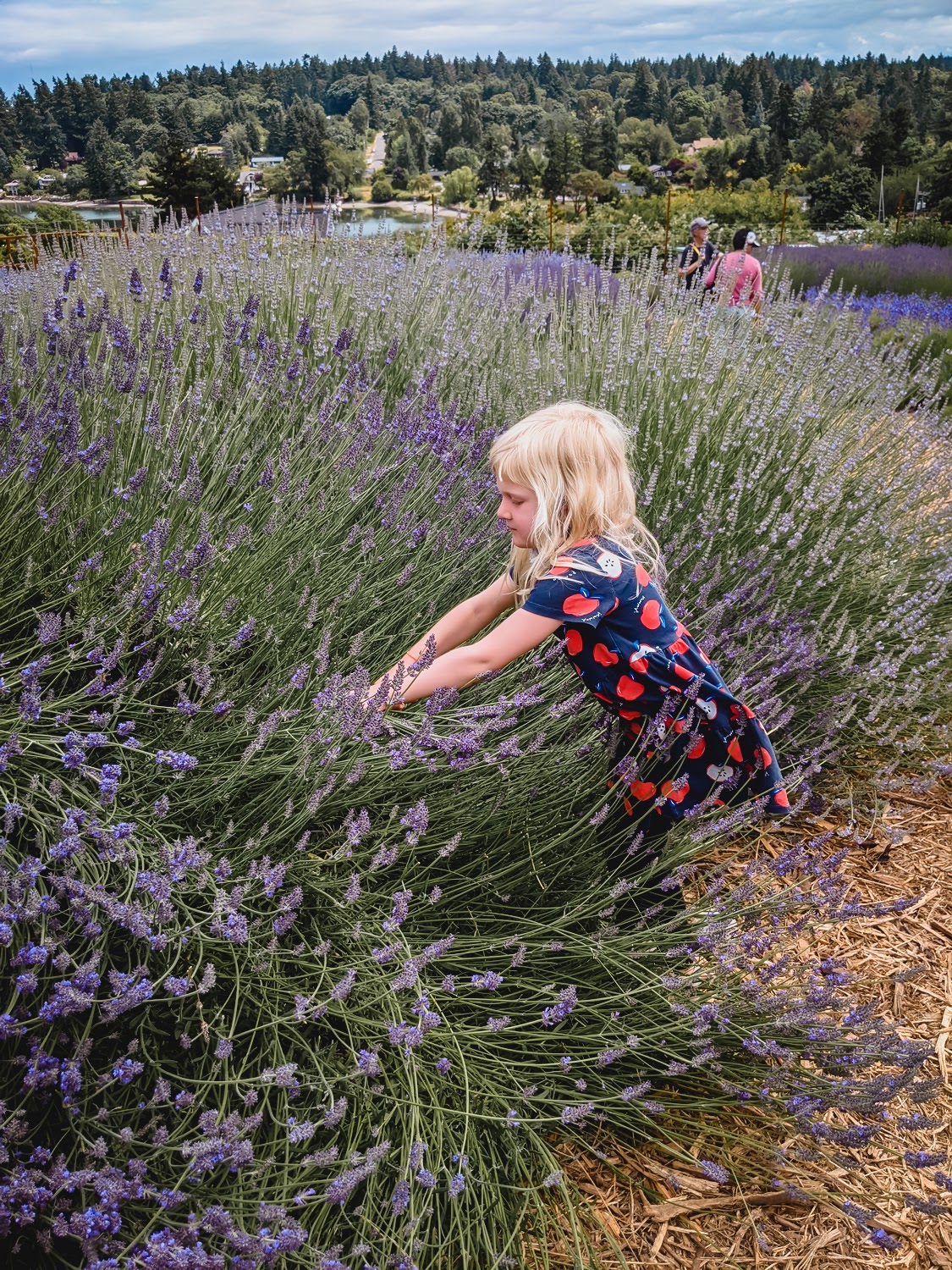 Lavender farm