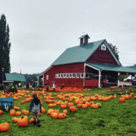 bob's corn fall festival