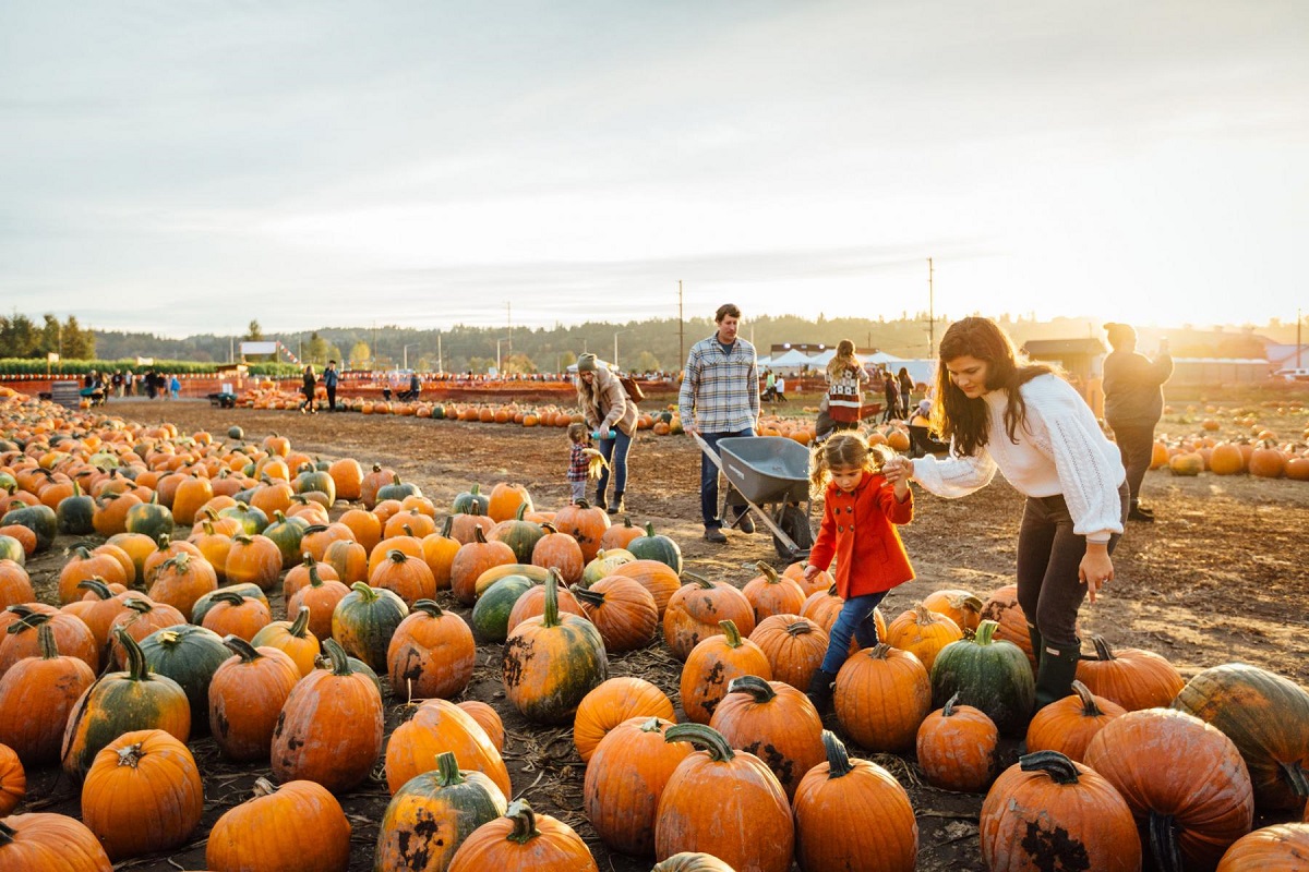 free entrance pumpkin patch near me