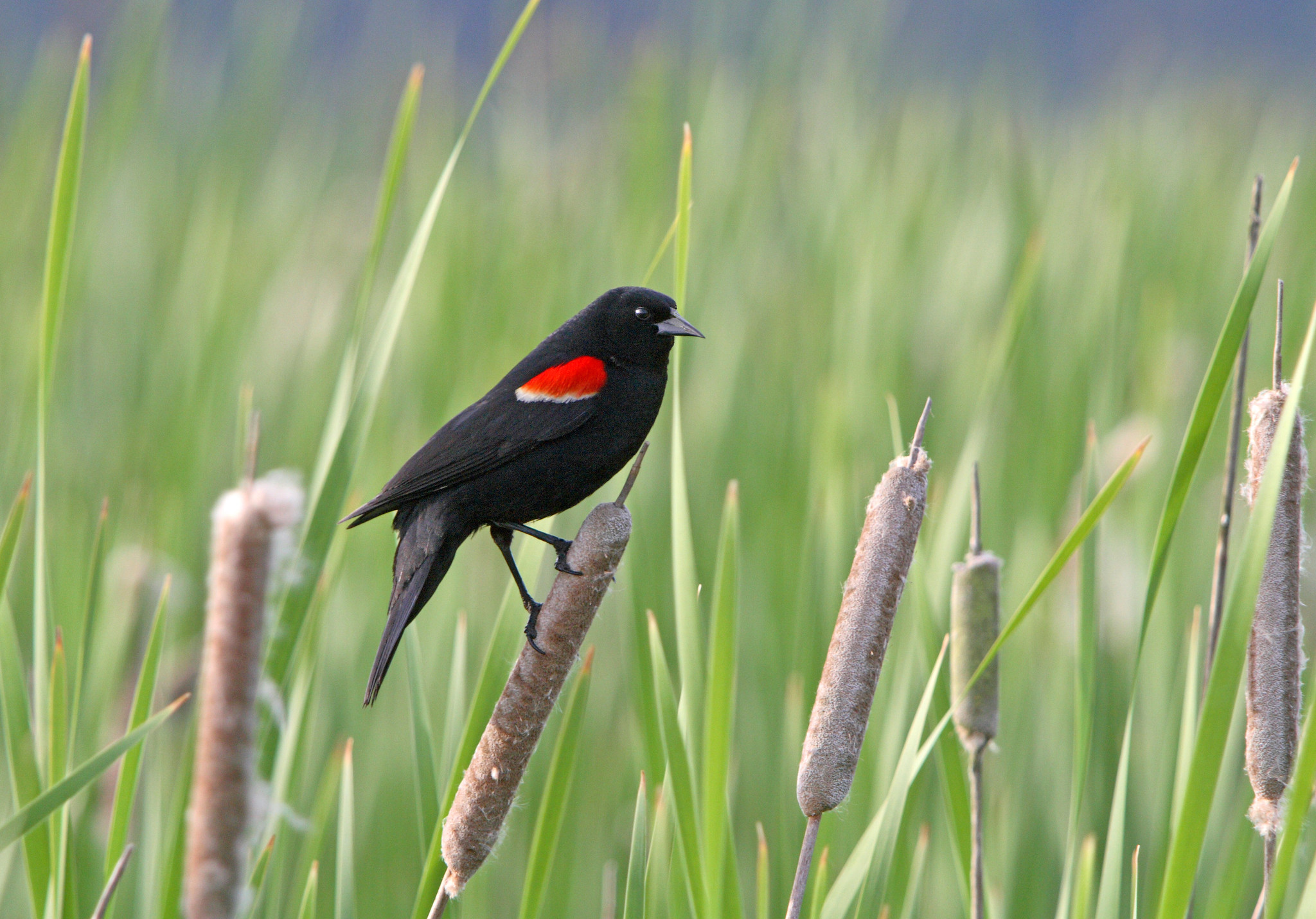 Best holiday light displays around Seattle, the Eastside and beyond