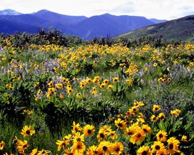 Discovery Pass State Parks