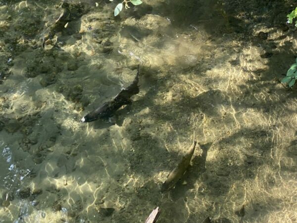 Salmon swim upstream in clear water at Issaquah Creek.