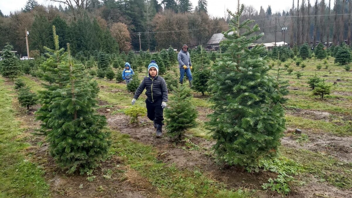 Where and how to cut your own Christmas tree in the Seattle area