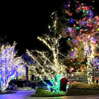 Swansons Nursery with holiday lights