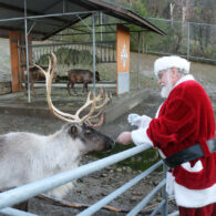 Reindeer Festival at Cougar Mountain Zoo