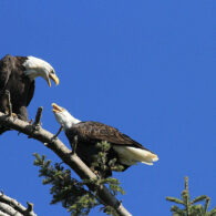 Skagit River Bald Eagle Interpretive Center
