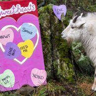 hero-valentine-goat-single