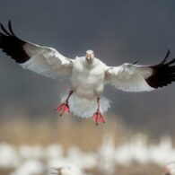snow-goose-