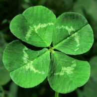 four leaf clover