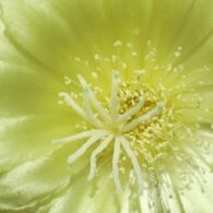 uw Biology Greenhouse