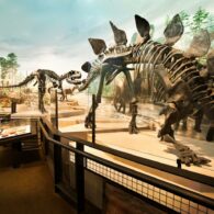 dinofest burke museum