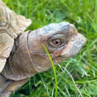Henrietta the tortoise at Cougar Mountain Zoo source FB