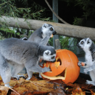 halloween at cougar mountain zoo