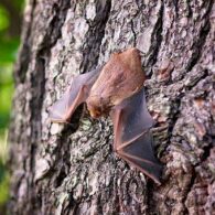 bat activity