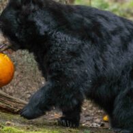 hero-black-bear-pumpkin-walking-scaled