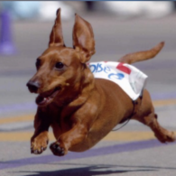 weiner dog races