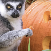 woodland park zoo halloween