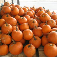 pumpkins