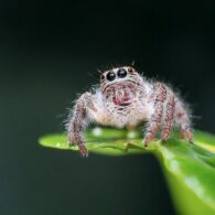 jumping-spider-1130449_1280