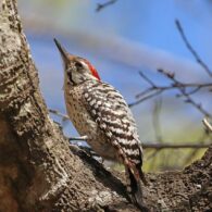 woodpecker-6140841_1280