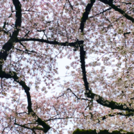 Looking up at cherry blossoms branched, intertwined