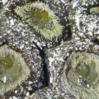 Sea anemone Pixabay_0_0