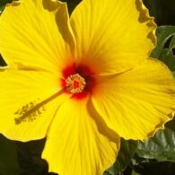 hibiscus-hertigage festival