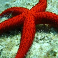 starfish