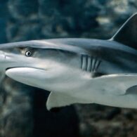 shark-3197585_640