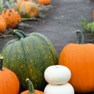 pumpkin farm and patch