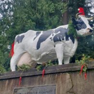 Holiday market carnation farms