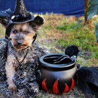 halloween-3817695_640