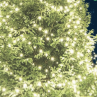 Issaquah Tree lighting